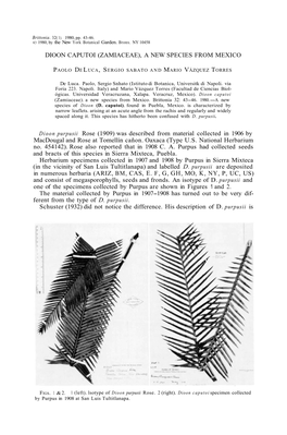Dioon Caputoi (Zamiaceae), a New Species from Mexico