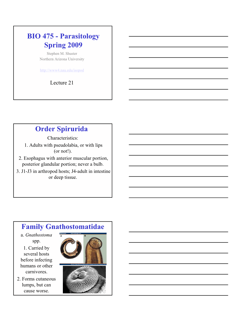 Parasitology Spring 2009 Order Spirurida Family Gnathostomatidae