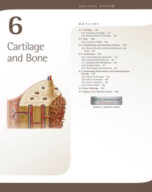 Cartilage and Bone 147