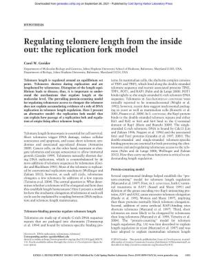 Regulating Telomere Length from the Inside Out: the Replication Fork Model