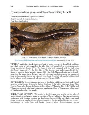 Gymnophthalmus Speciosus (Chacachacare Shiny Lizard)