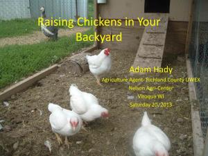 How to Get the Most from Your Small Flock