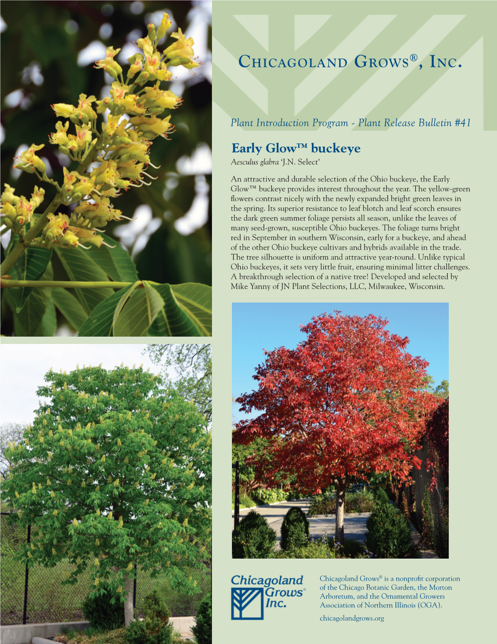 Early Glow™ Buckeye Aesculus Glabra ‘J.N