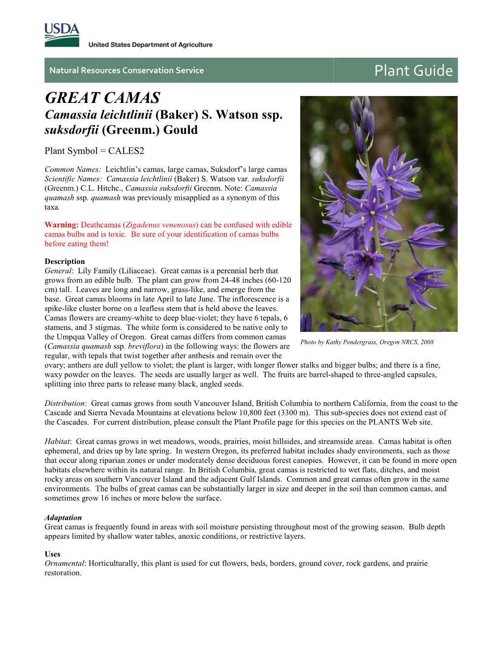 Great Camas (Camassia Leichtlinii Ssp. Suksdorfii) Plant Guide