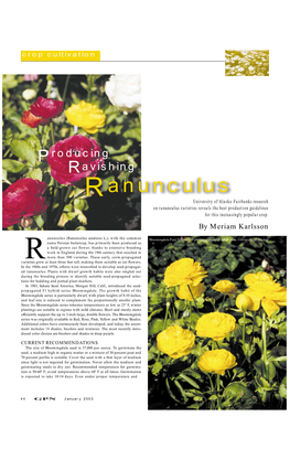 Ranunculus University of Alaska-Fairbanks Research on Ranunculus Varieties Reveals the Best Production Guidelines for This Increasingly Popular Crop