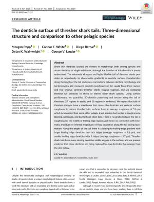 The Denticle Surface of Thresher Shark Tails: Three-Dimensional Structure and Comparison to Other Pelagic Species