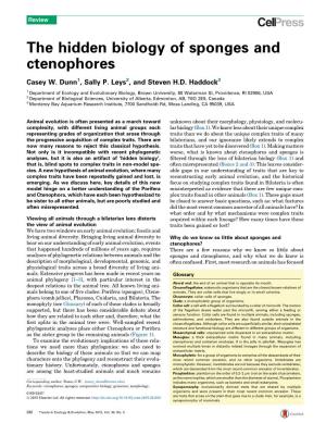 The Hidden Biology of Sponges and Ctenophores