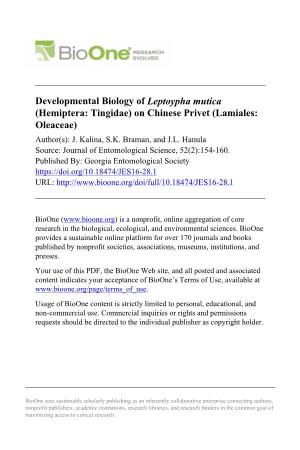 Developmental Biology of Leptoypha Mutica (Hemiptera: Tingidae) on Chinese Privet (Lamiales: Oleaceae) Author(S): J
