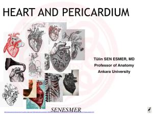 Heart and Pericardium