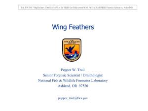 Wing Feathers