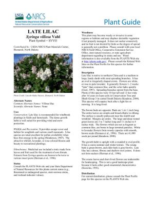 Late Lilac Syringa Villosa Plant Guide