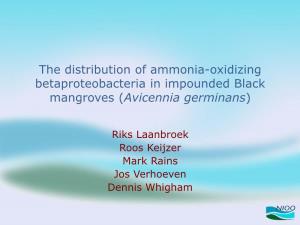 The Distribution of Ammonia-Oxidizing Betaproteobacteria in Impounded Black Mangroves (Avicennia Germinans)