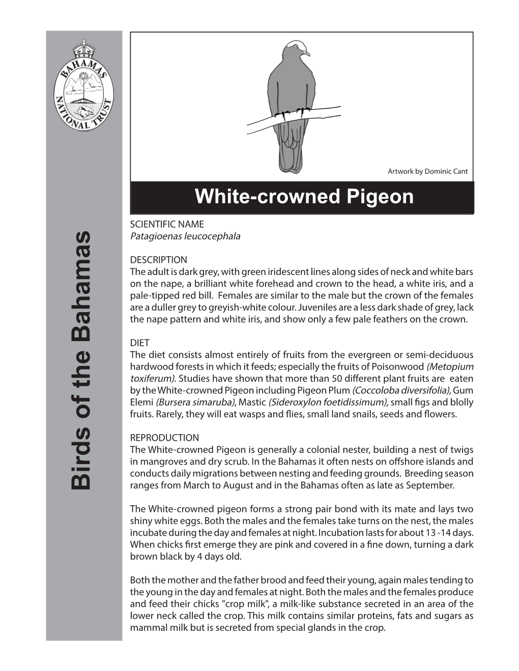 White-Crowned Pigeon SCIENTIFIC NAME Patagioenas Leucocephala