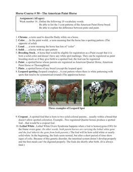 Horse Course # 50 - the American Paint Horse