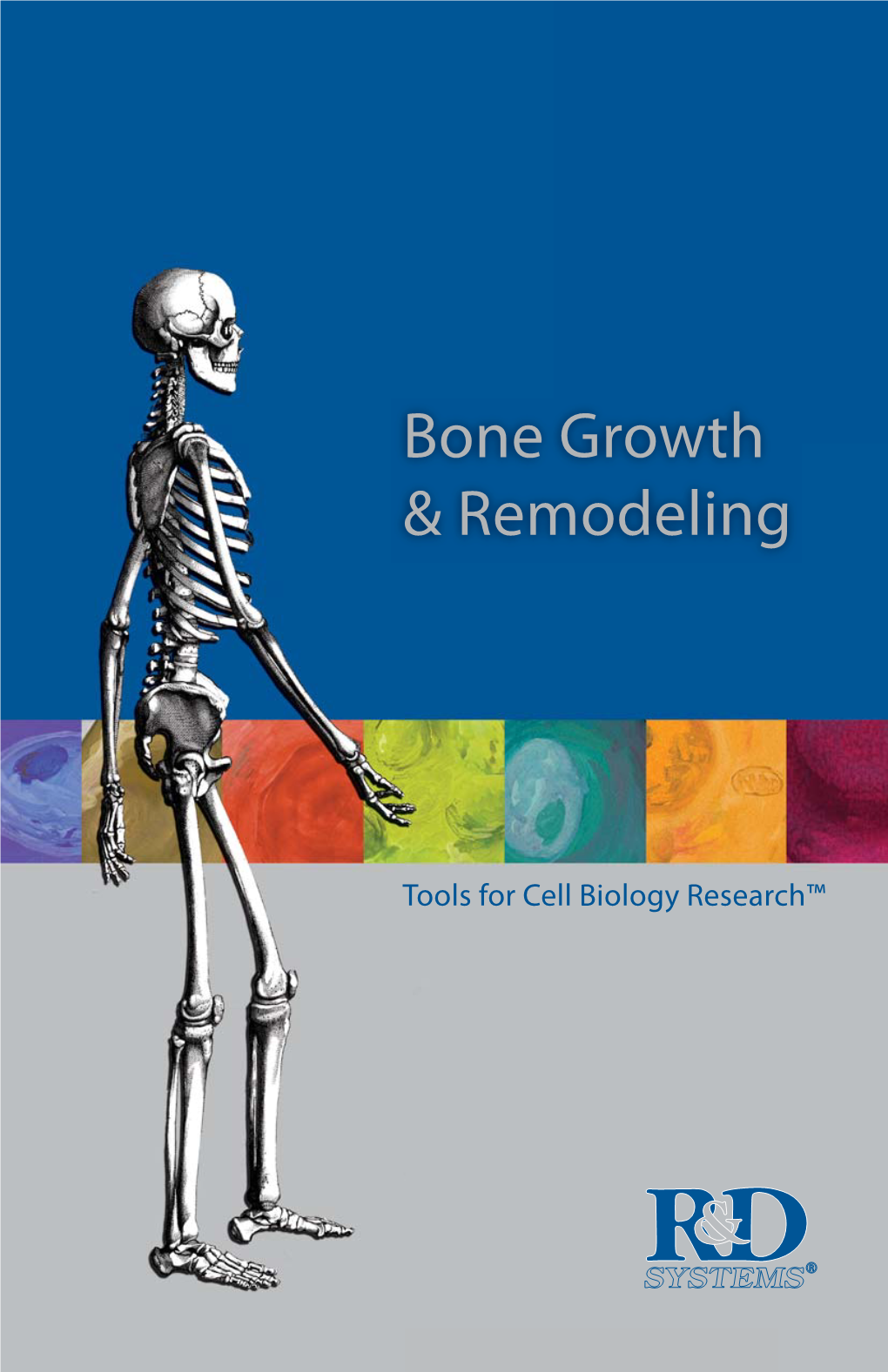 Bone Growth & Remodeling