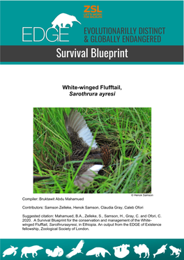 White-Winged Flufftail, Sarothrura Ayresi