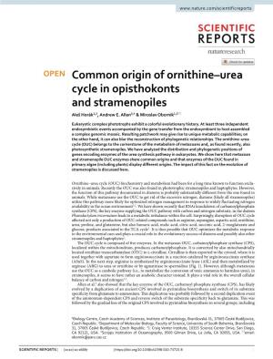Common Origin of Ornithine–Urea Cycle in Opisthokonts and Stramenopiles Aleš Horák1,2, Andrew E