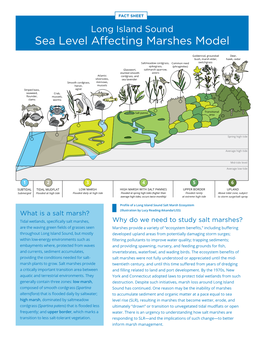 Sea Level Affecting Marshes Model