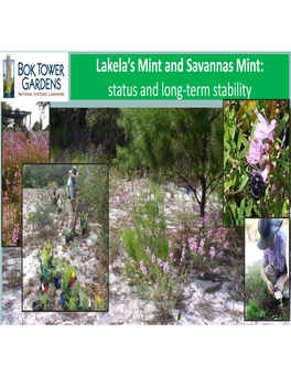 Lakela's Mint and Savannas Mint