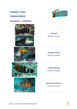 Target Fish Carnivores