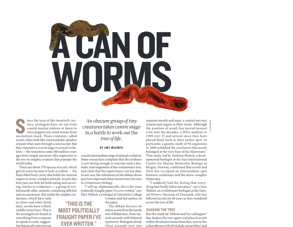 From a Flatworm, New Clues on Animal Origins