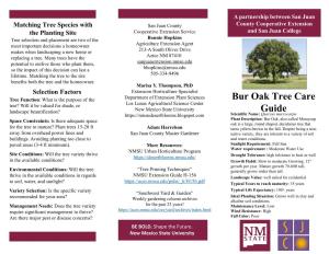 Bur Oak Tree Care Guide