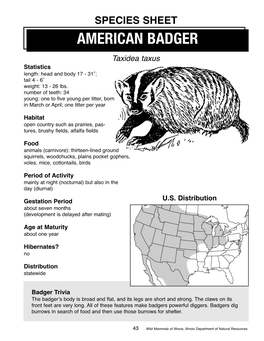 American Badger