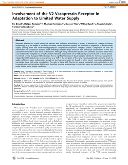 Involvement of the V2 Vasopressin Receptor in Adaptation to Limited Water Supply