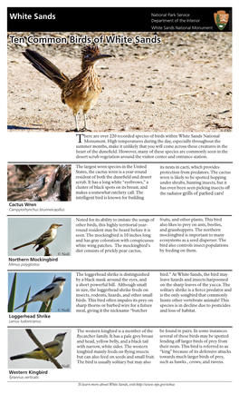 Ten Common Birds of White Sands