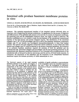 Intestinal Cells Produce Basement Membrane Proteins in Vitro