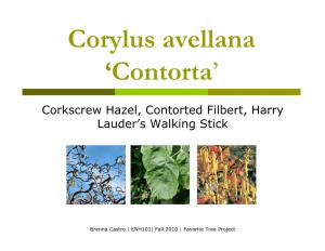 Corylus Avellana 'Contorta'