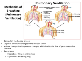 Mechanics of Breathing (Pulmonary Ventilation)