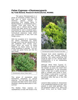 False Cypress—Chamaecyparis by Todd Boland, Research Horticulturist, MUNBG