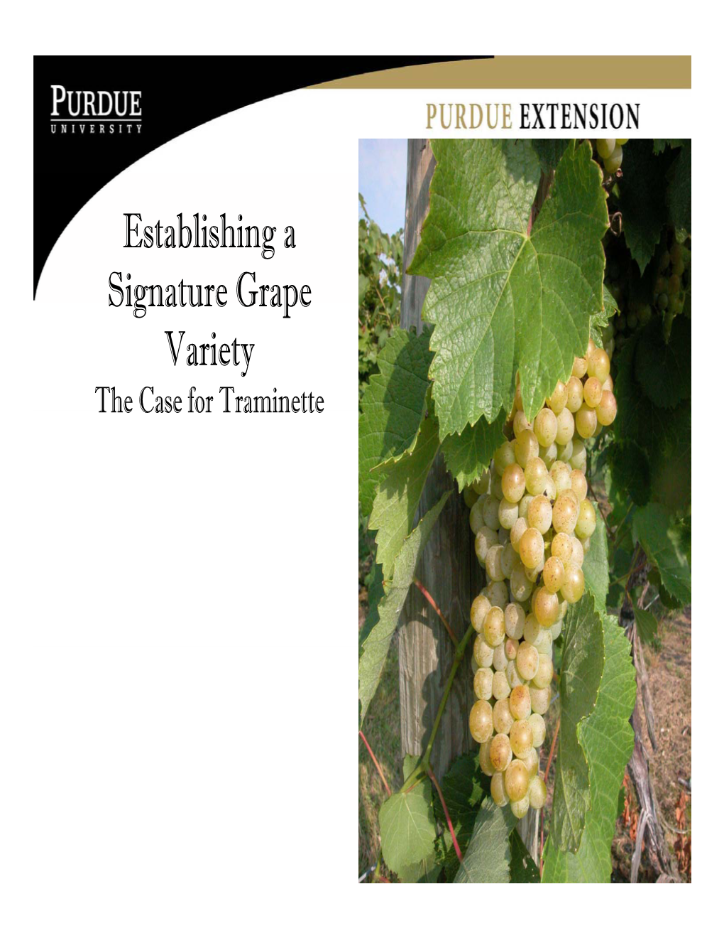 Establishing a Signature Grape Variety