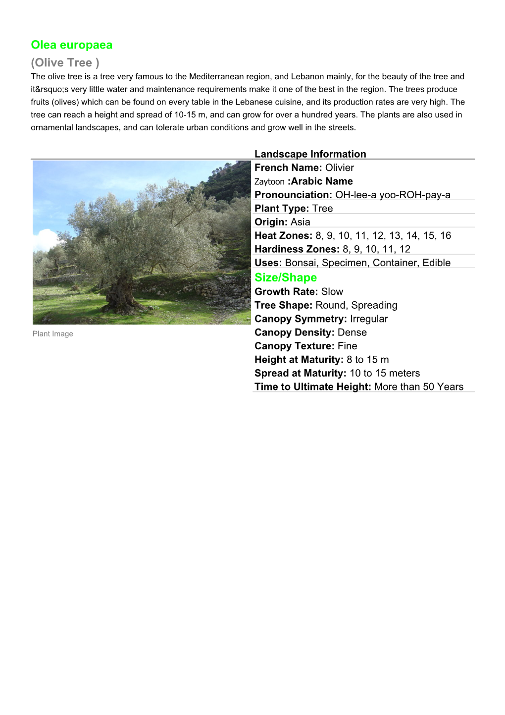 Olea Europaea (Olive Tree ) Size/Shape