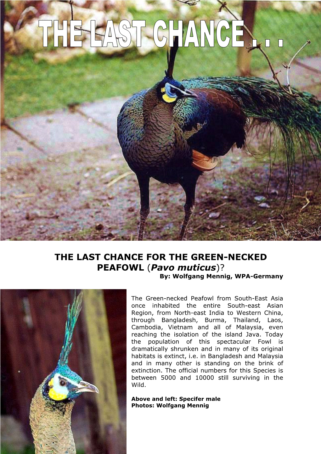 Pavo Muticus)? By: Wolfgang Mennig, WPA-Germany