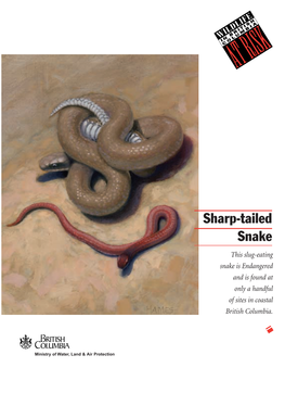 Sharp-Tailed Snake