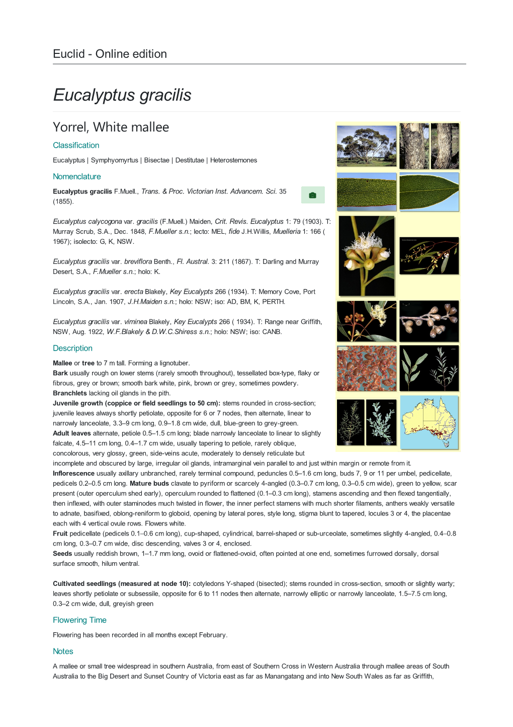 Eucalyptus Gracilis Yorrel, White Mallee Classification Eucalyptus | Symphyomyrtus | Bisectae | Destitutae | Heterostemones Nomenclature