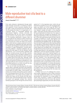 Male Reproductive Tract Cilia Beat to a Different Drummer