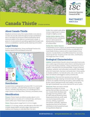 Canada Thistle Cirsium Arvense