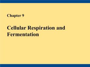 Cellular Respiration and Fermentation • Energy Flows Into an Ecosystem As Sunlight and Leaves As Heat