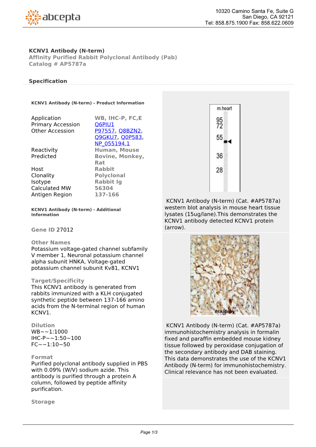 KCNV1 Antibody (N-Term) Affinity Purified Rabbit Polyclonal Antibody (Pab) Catalog # Ap5787a