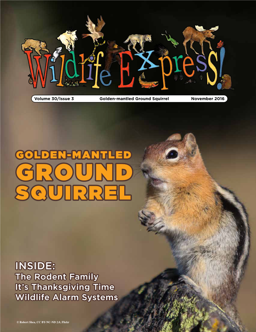 Golden Mantled Ground Squirrel