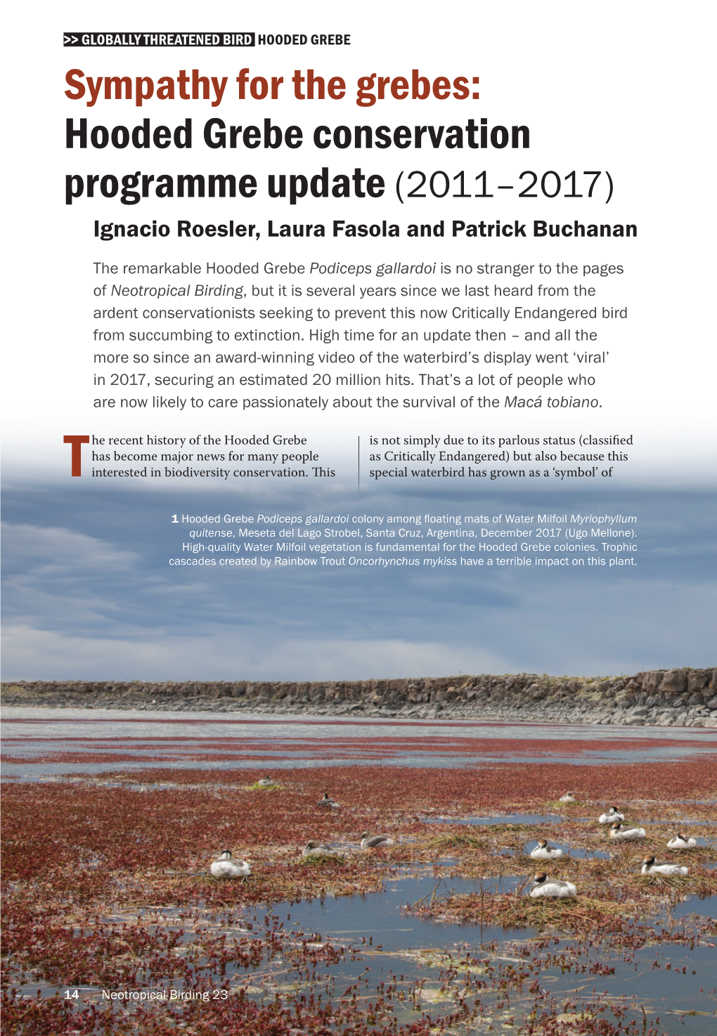 Hooded Grebe Conservation Programme Update (2011–2017) Ignacio Roesler, Laura Fasola and Patrick Buchanan