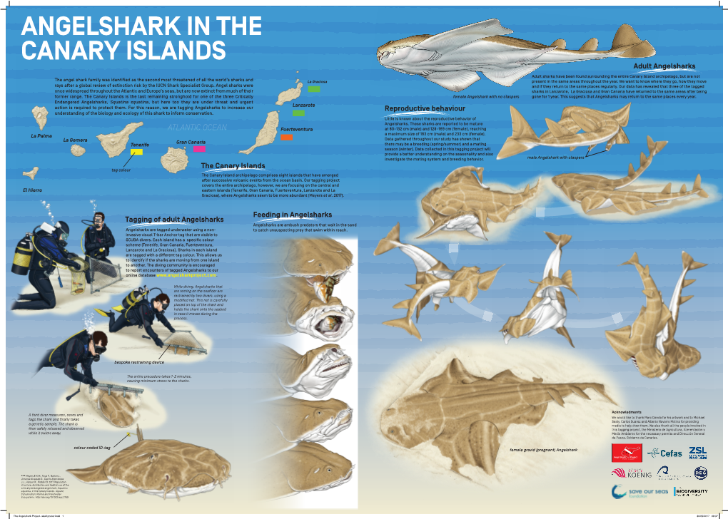 Angelshark in the Canary Islands