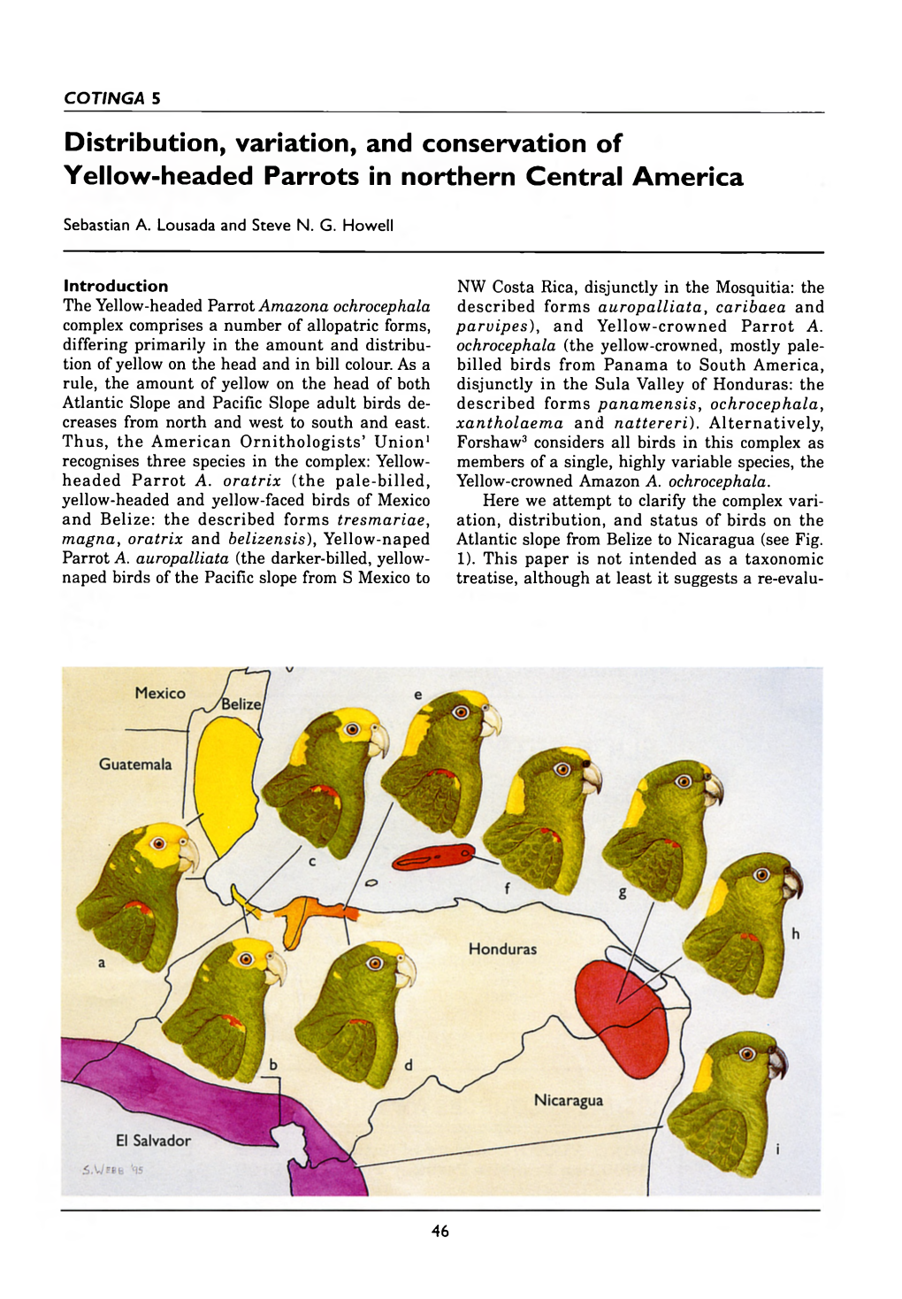 Distribution, Variation, and Conservation of Yellow-Headed Parrots in Northern Central America