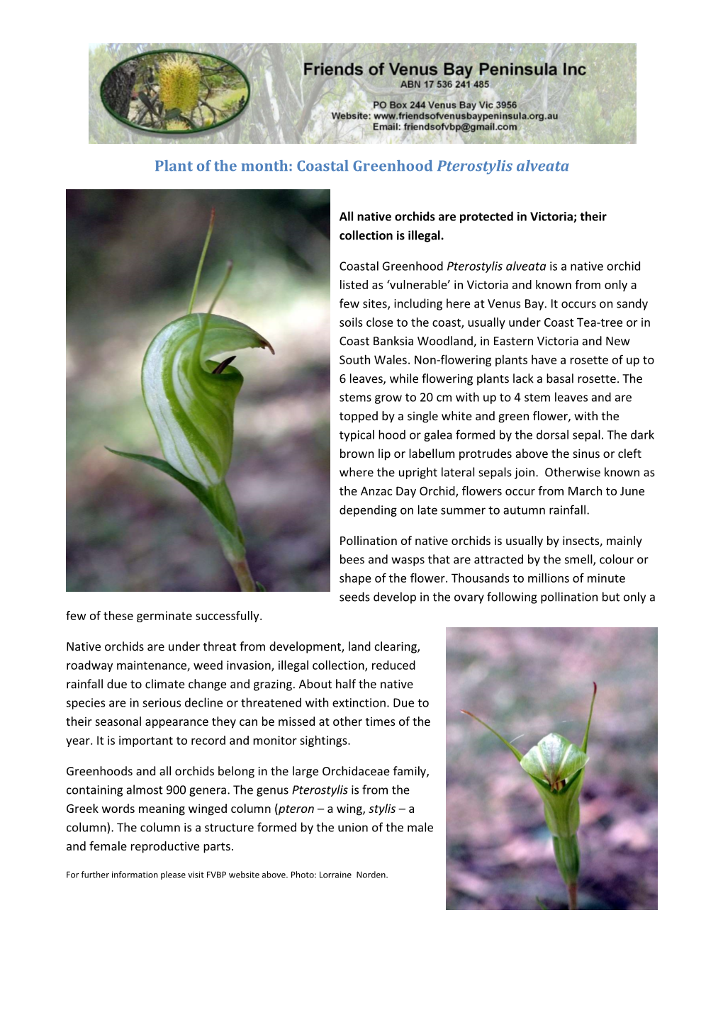 Coastal Greenhood Pterostylis Alveata