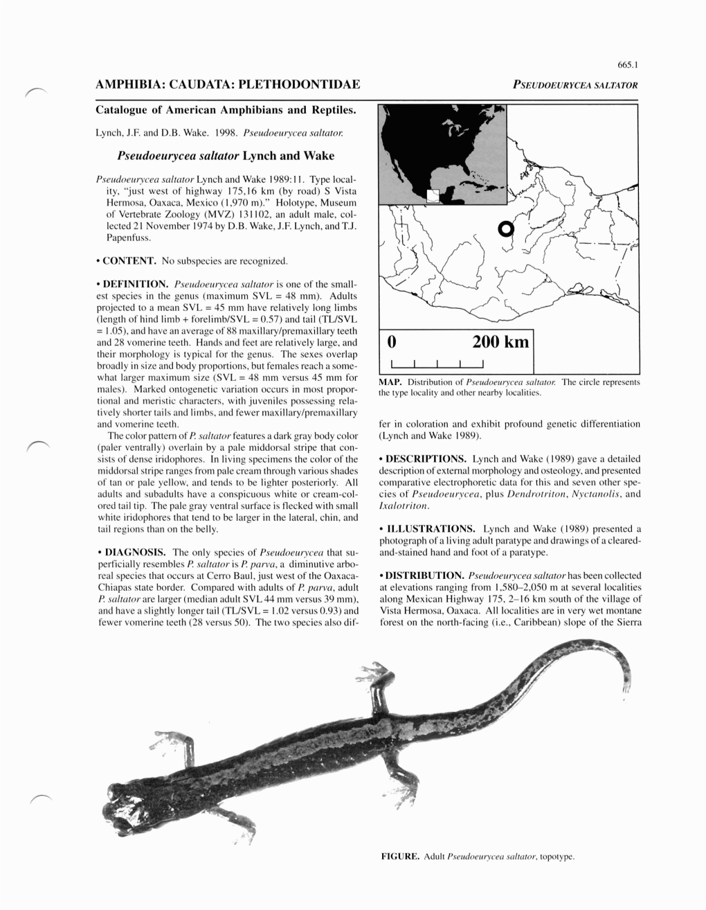 Plethodontidae Pseudoeuryceasaltator