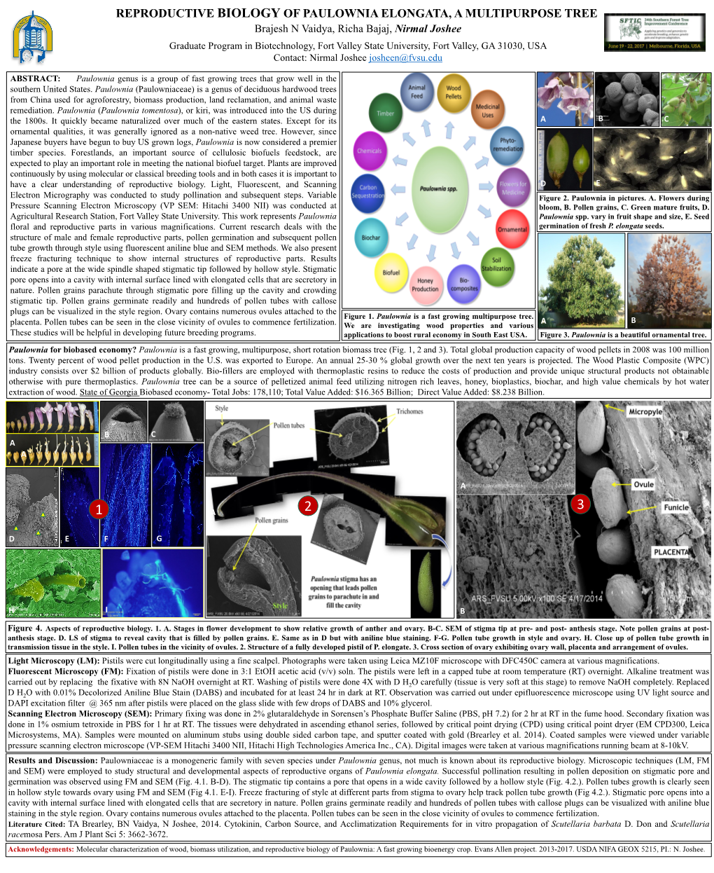 Reproductive Biology of Paulownia Elongata, A