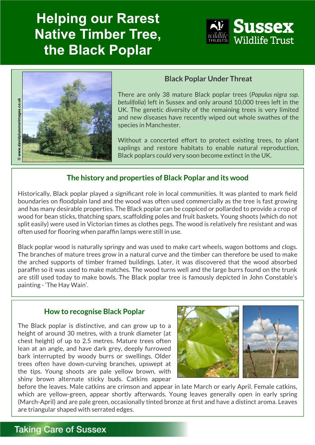 Helping Our Rarest Native Timber Tree, the Black Poplar